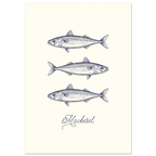 Illustration of three mackerel fish on a white background