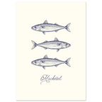 Illustration of three mackerel fish on a white background