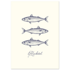 Atlantic Mackerel Poster