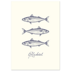 Illustration of three mackerel fish on a white background