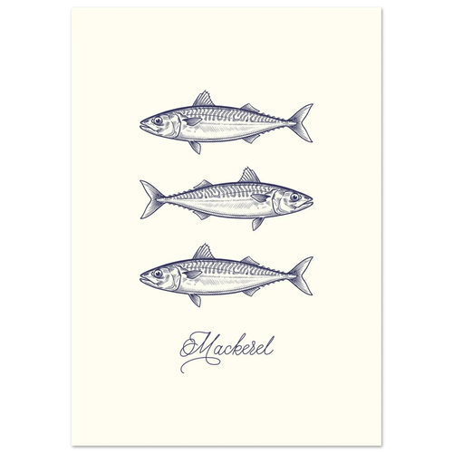 Illustration of three mackerel fish on a white background
