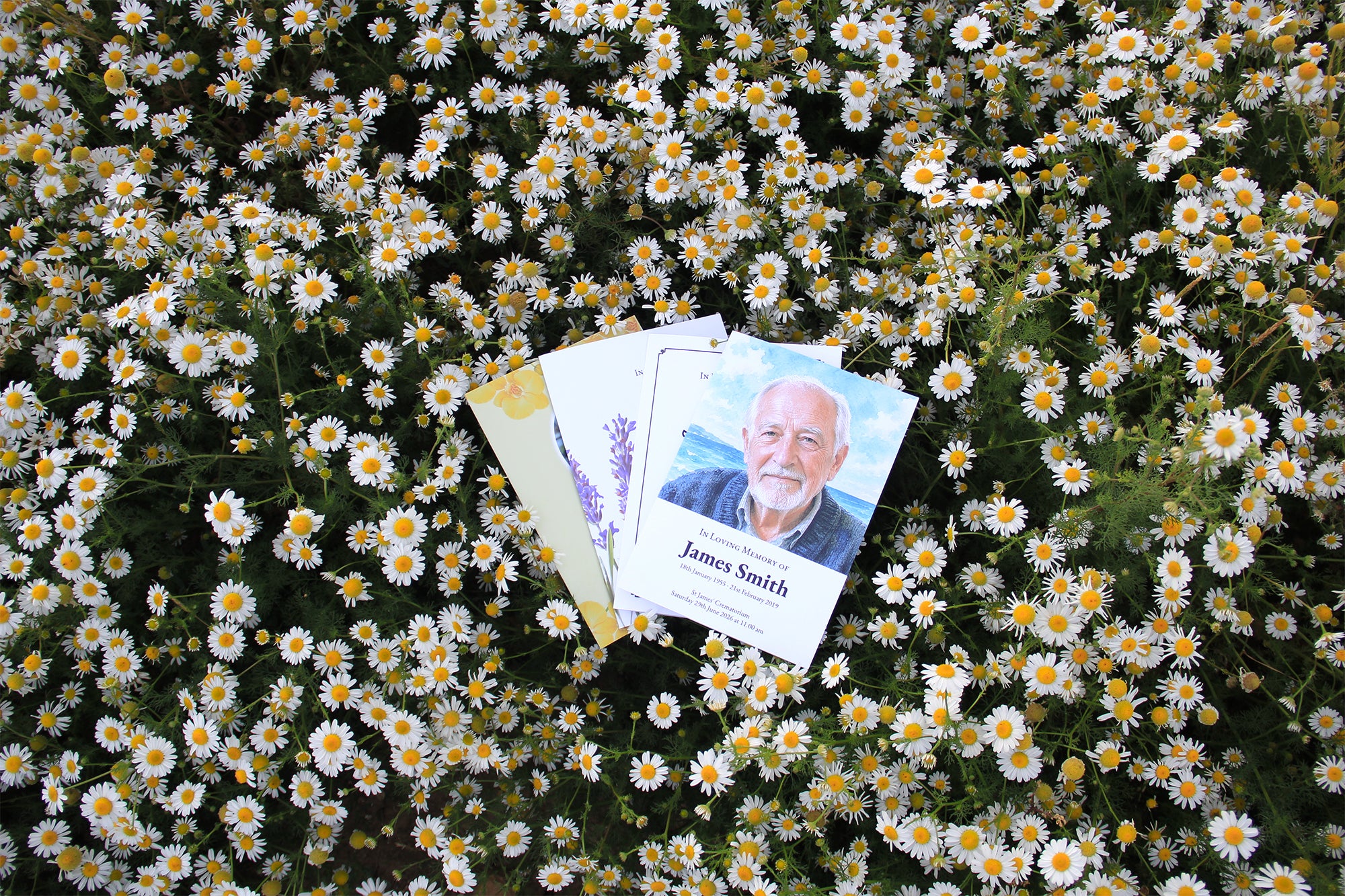 Three printed memorial cards or programlets fanned out on a dense bed of small white daisies with yellow centers and green foliage. The front card shows a portrait of an older man. Photograph by MVB STUDIO official store.